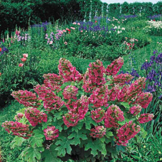 Oakleaf Hydrangea 'Ruby Slippers'- Gorgeous Foliage and Blooms- #3 Container Size