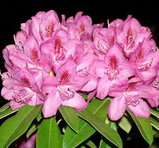 Sun and Heat Tolerant Rhododendrons