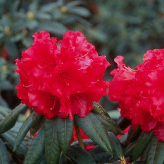 Azalea (Georgia & Florida)