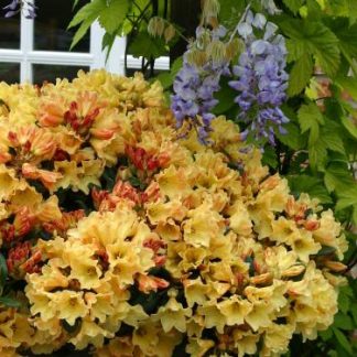 Rhododendron 'Nancy Evans'