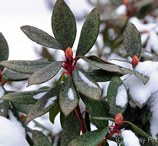 All Rhododendrons by Hardiness