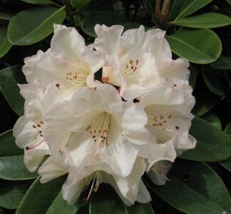 Shade Tolerant Rhododendrons