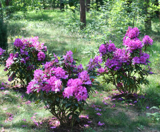 All Rhododendrons by Height