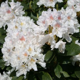 Cunningham's White