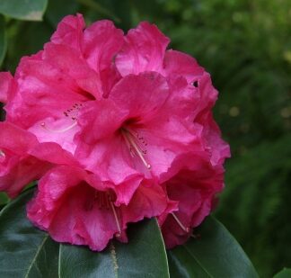 Hallelujah Bloom