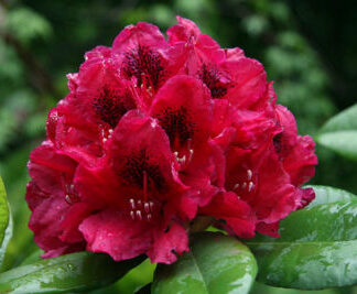 Lord Roberts Bloom