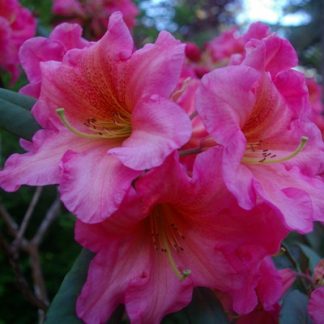 All Rhododendrons by Bloom Season