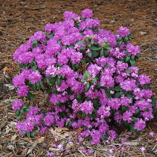 Rhododendron 'PJM'
