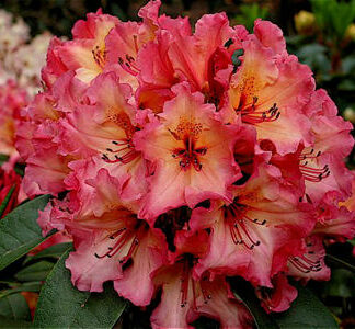 Fire Rim Plant