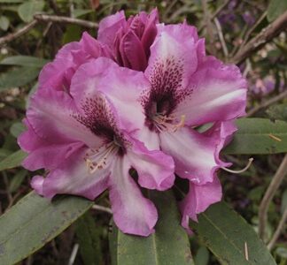 All Rhododendrons by Color