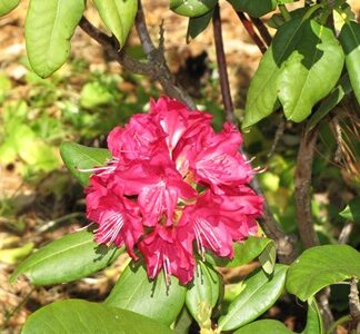 Sun Tolerant Rhododendrons