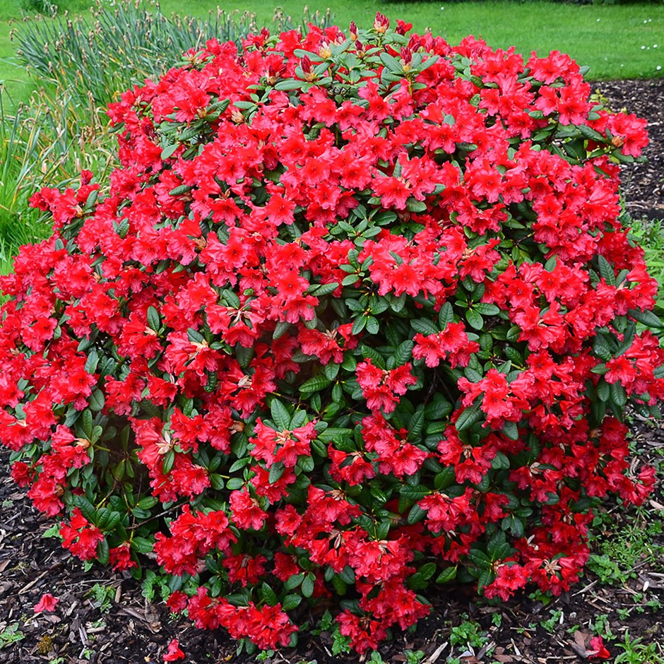 Rhododendron 'Baden-Baden'