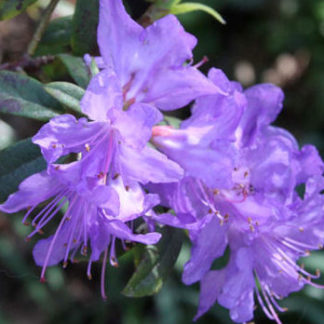 Rhododendron 'Blue Diamond'