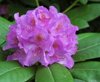 Catawbiense Grandiflorum
