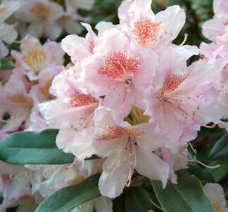Cunningham's Blush