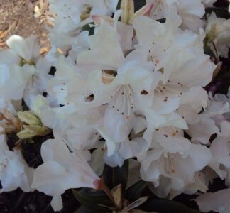 Rhododendron 'Dora Amateis'