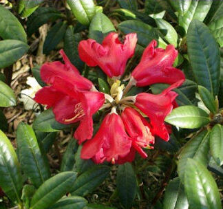 Rhododendron 'Fred Peste'