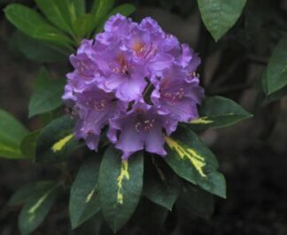 Rhododendron 'Goldflimmer'