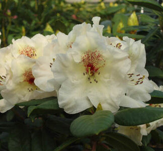 Rhododendron 'Harvest Moon'