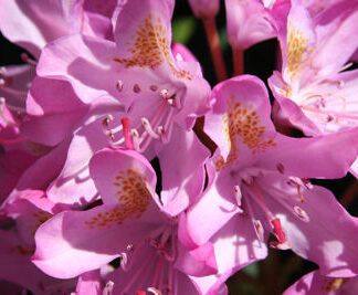 Rhododendron Maximum Roseum (aka Ponticum Roseum)