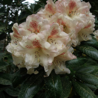 Rhododendron 'Mrs. Betty Robinson'
