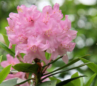 Rhododendron 'Myrtifolium'