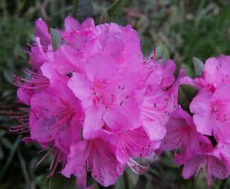 Rhododendron 'Olga Mezitt'
