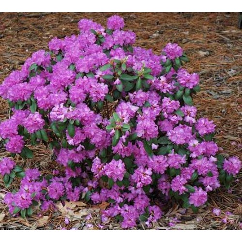 Rhododendron 'PJM Compacta'