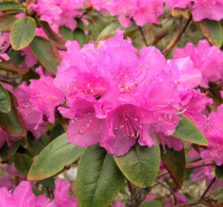 Rhododendron 'PJM Elite'
