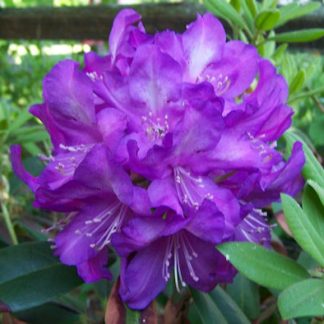 Rhododendron Purple Passion