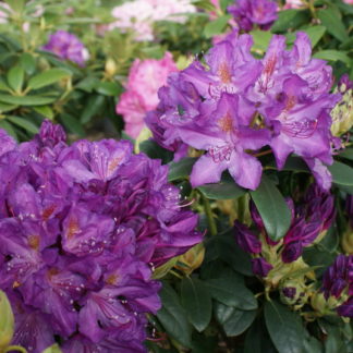 Purpureum Elegans