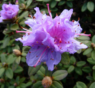 Rhododendron 'Ramapo'