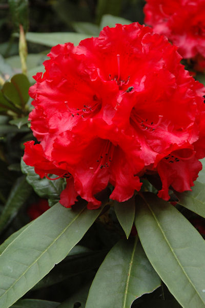 Rhododendron 'Taurus'