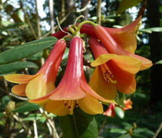 R. cinnabarinum - Orange Flower