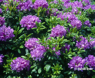 Rhododendron 'Daphnoides'