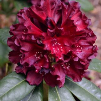 Rhododendron 'Black Widow'