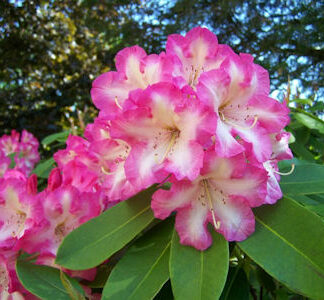 Award Wining Rhododendrons