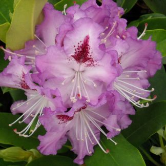 Heat Tolerant Rhododendrons