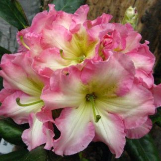Fragrant Rhododendrons