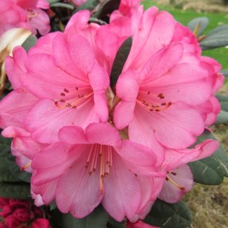Rhododendron 'Wine & Roses'