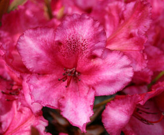 Rhododendron 'Ebony Pearl'