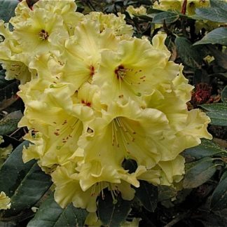 Rhododendron 'Windsong'