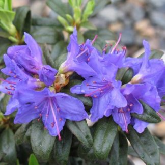 Rhododendron 'Blue Baron'