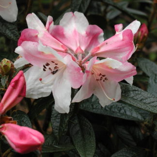 Rhododendron 'Coastal Spice'