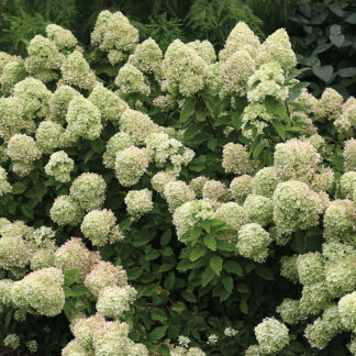 Hydrangea p 'Little Lime' PWCC #3 True