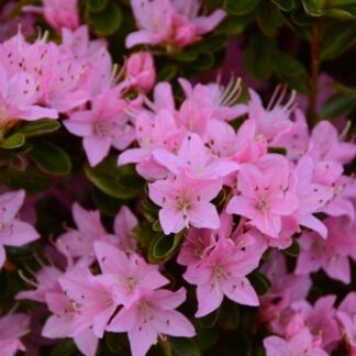 Azalea 'Sweet Briar'