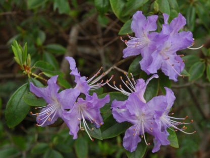 Rhododendron 'Crater Lake' - Image 3