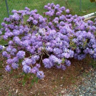 Rhododendron 'Crater Lake'