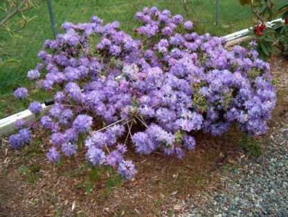 Rhododendron 'Crater Lake'