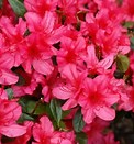 Azaleas